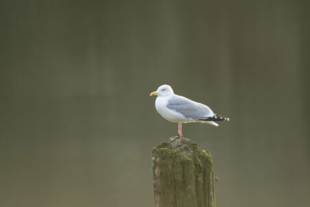 Thumbnail of Herring Gull